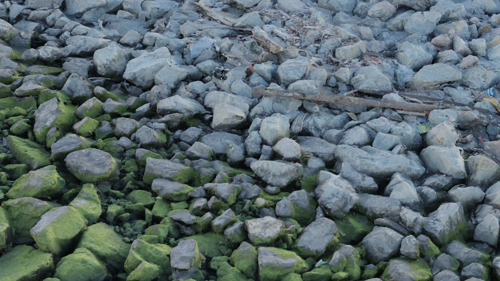 Mossy Rock Shore preview image